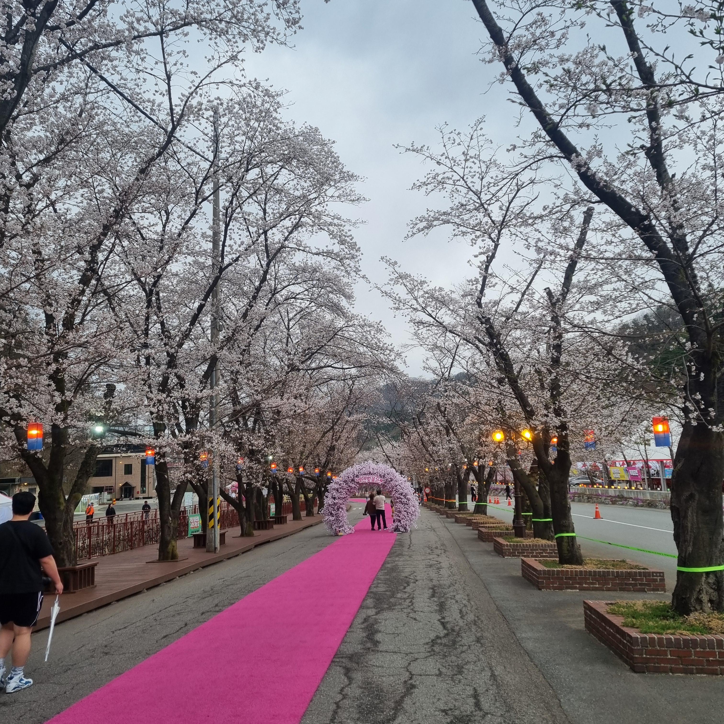 에덴벚꽃길