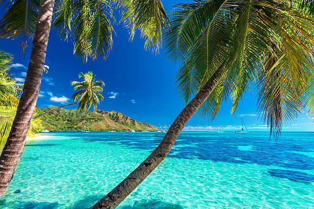 타이티-섬