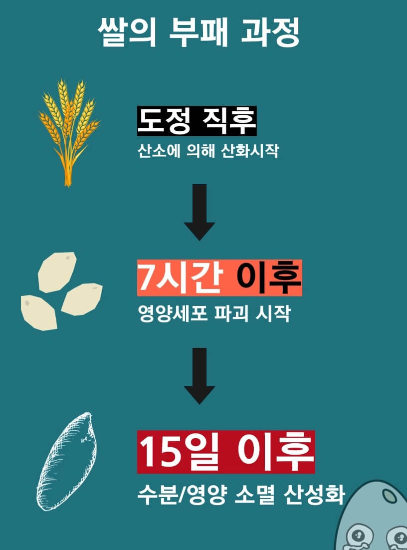 쌀의 부패과정 15일 산패