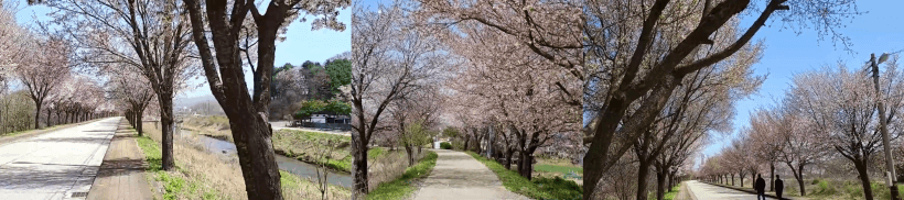 문산천 벚꽃길에 벚꽃이 만개하고 있다.