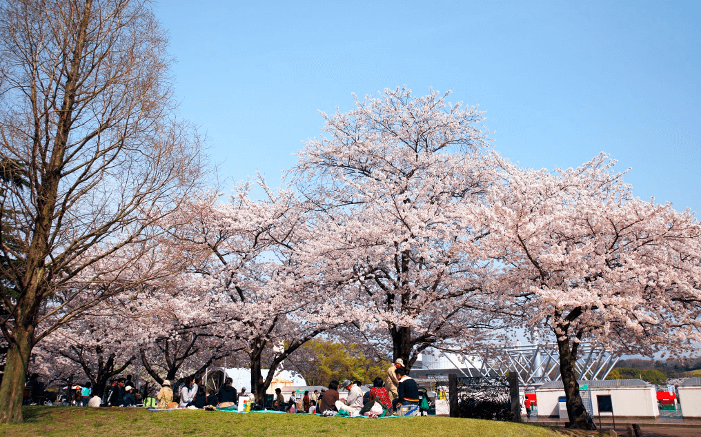 만국박람회 기념공원 벚꽃