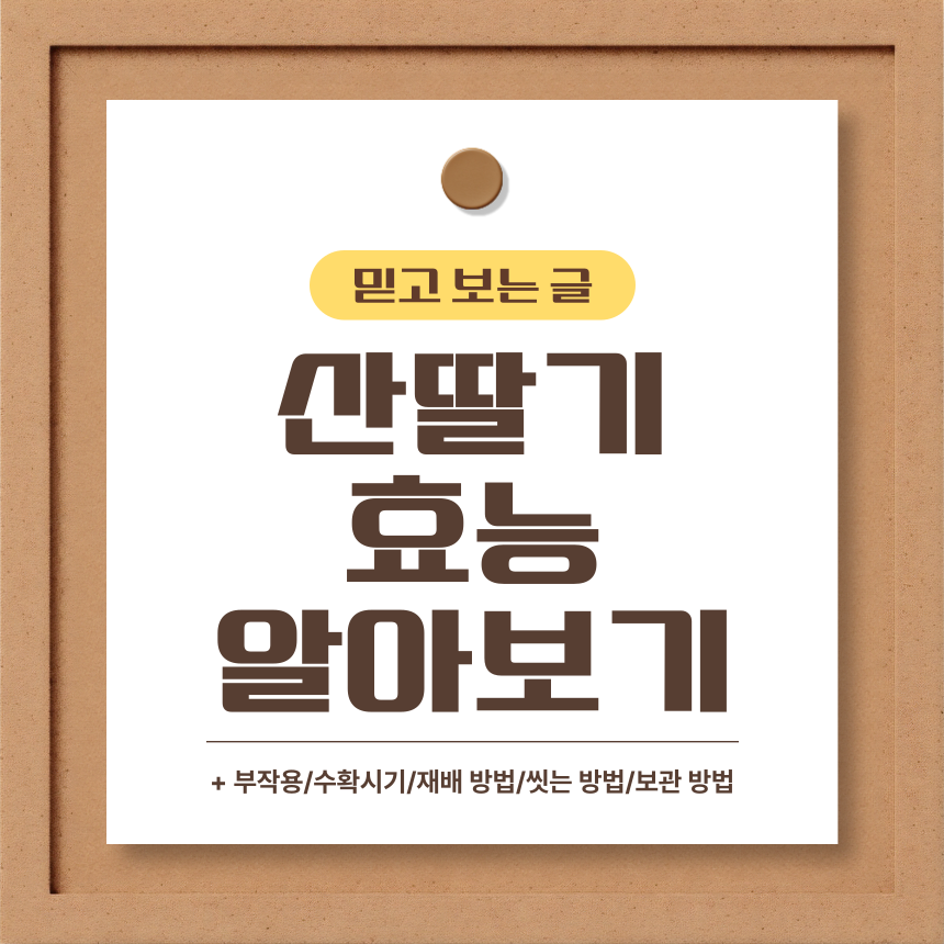  산딸기 효능 알아보기