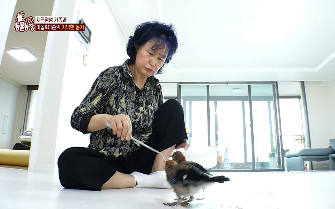 TV 동물농장.E1075.220627p-NEXT.mp4_20220626_175605.479.jpg