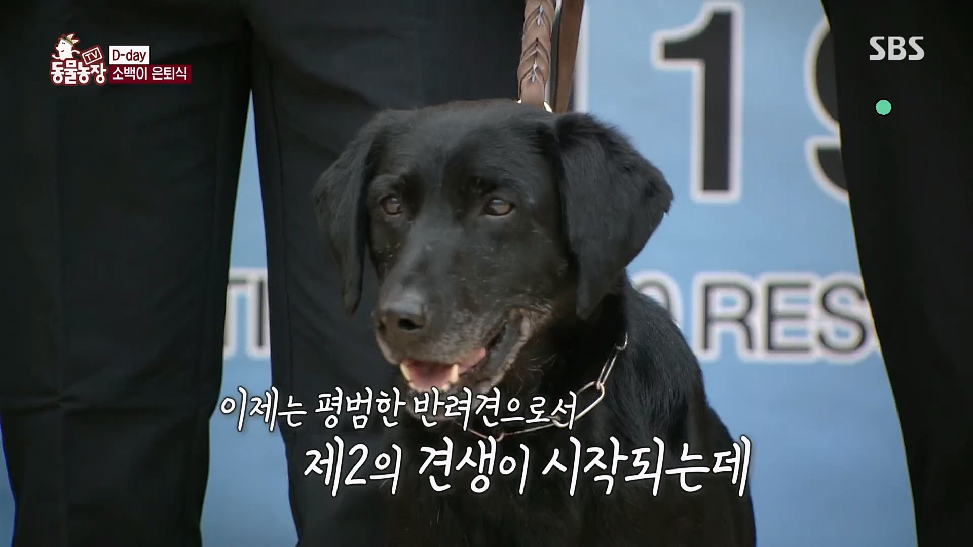 TV 동물농장.E1109.230226p.H264-F1RST.mp4_20230226_161926.550.jpg