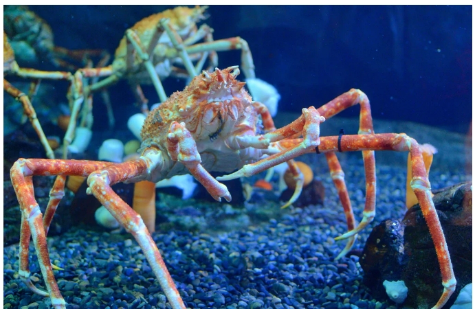 세계에서 가장 큰 킹 크랩 VIDEO:Biggest Crabs in the World