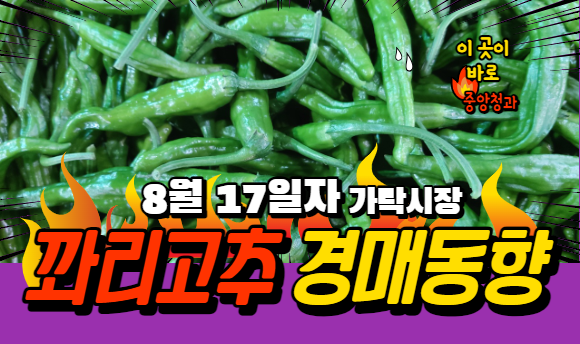  [경매사 일일보고] 8월 17일자 가락시장 꽈리고추 경매동향을 살펴보겠습니다!