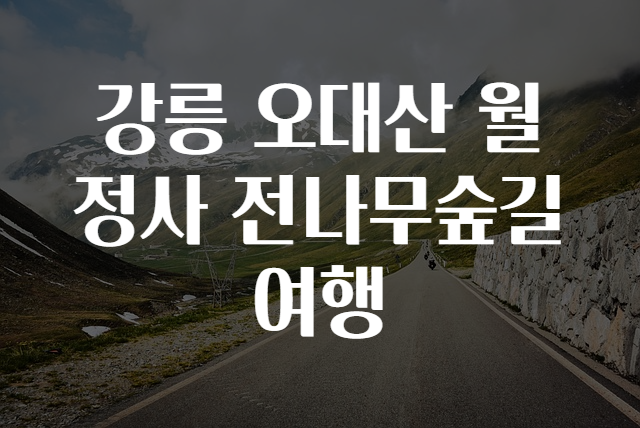 전나무길 이미지