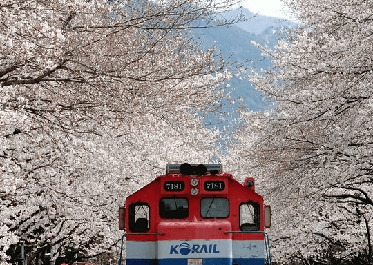 진해 군항제 기차 당일치기 및 추천 코스