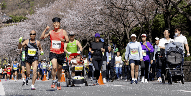 합천벚꽃마라톤대회-마라톤하는사람들-벚꽃길