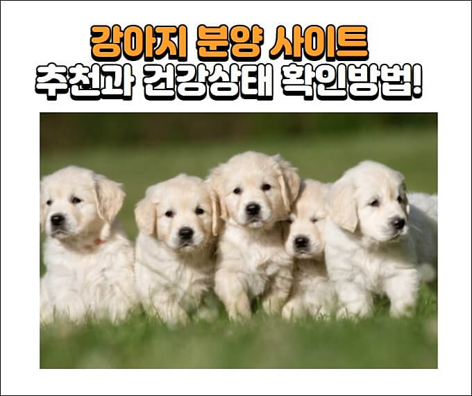 강아지분양사이트추천