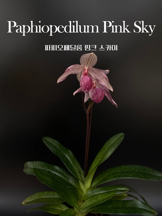Paphiopedilum Pink Sky