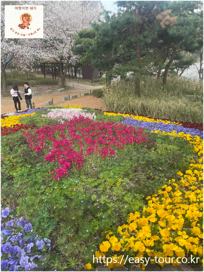 여행돼지 인천대공원 봄 꽃