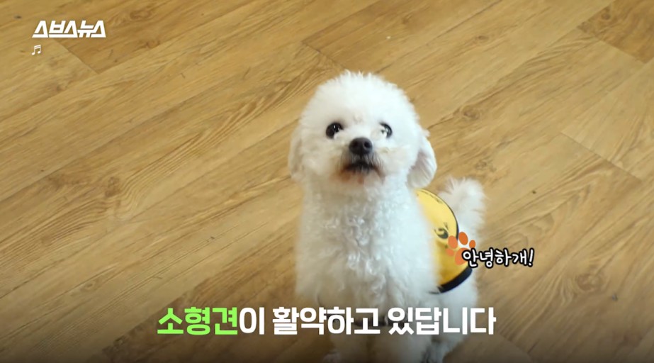  청각장애인 도우미견 소형견