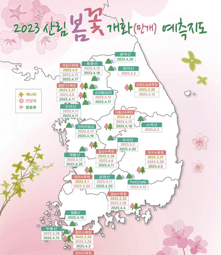 2023년 벚꽃 개화시기