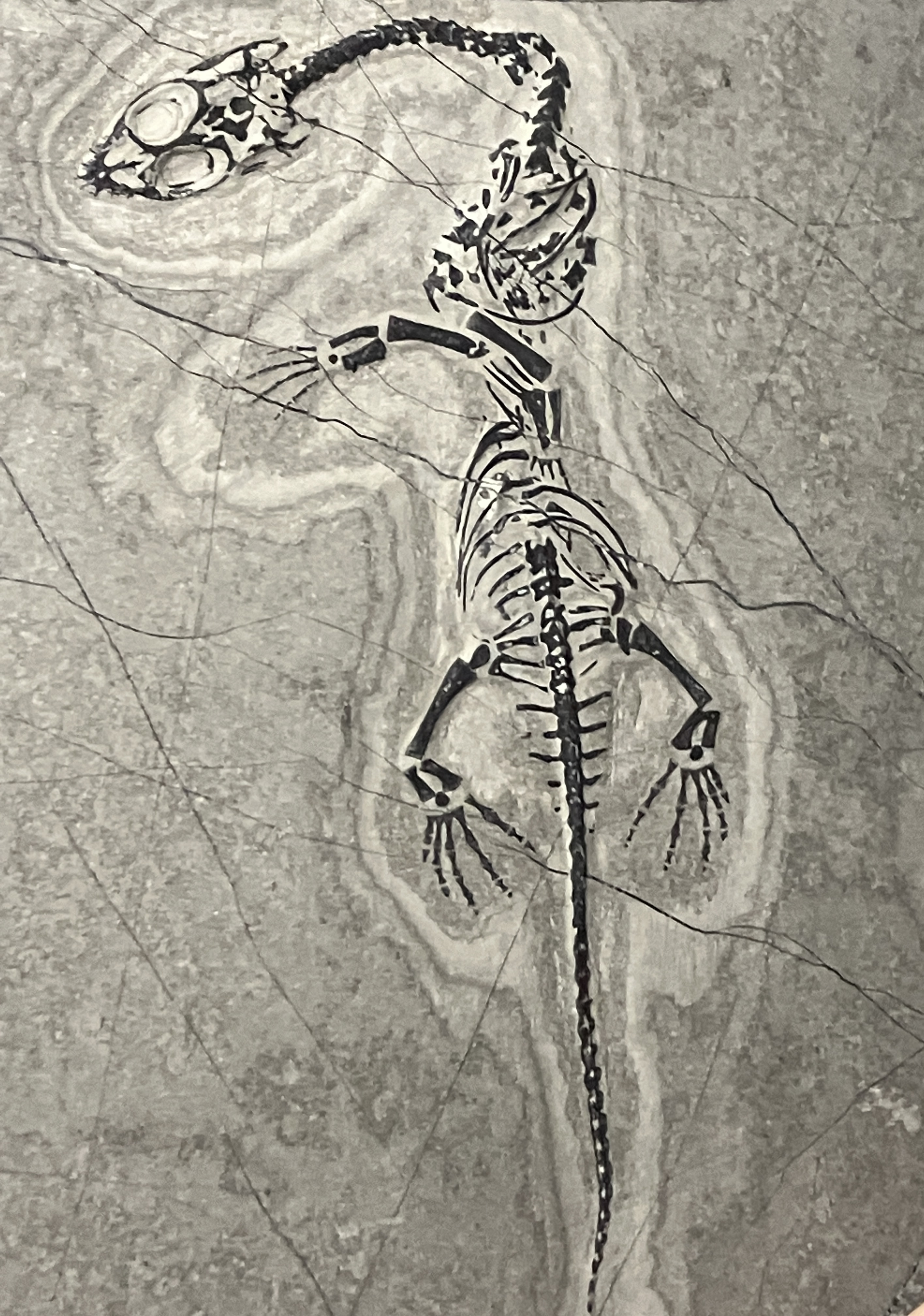 케이초 사우루스 화석