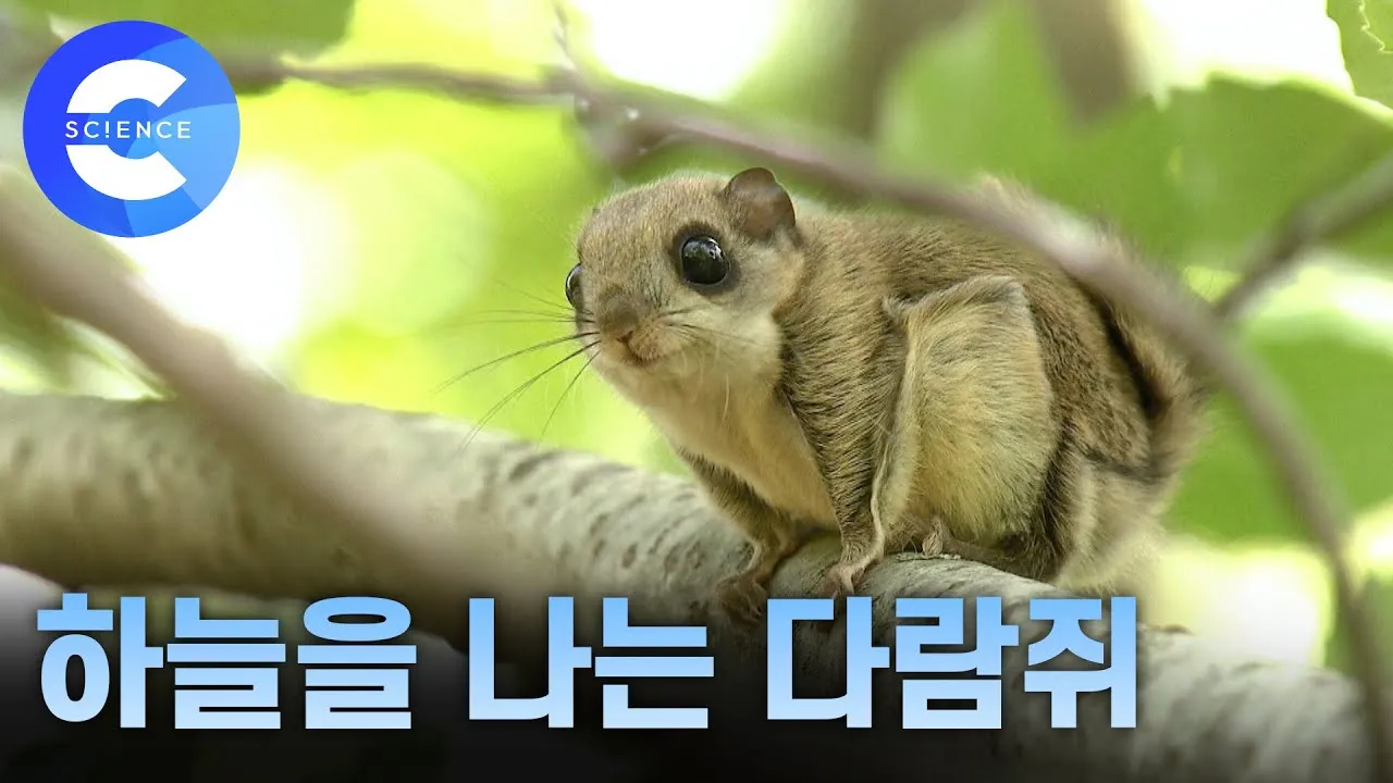하늘다람쥐 가격 키우기 분양 수명 먹이 성격 종류_8