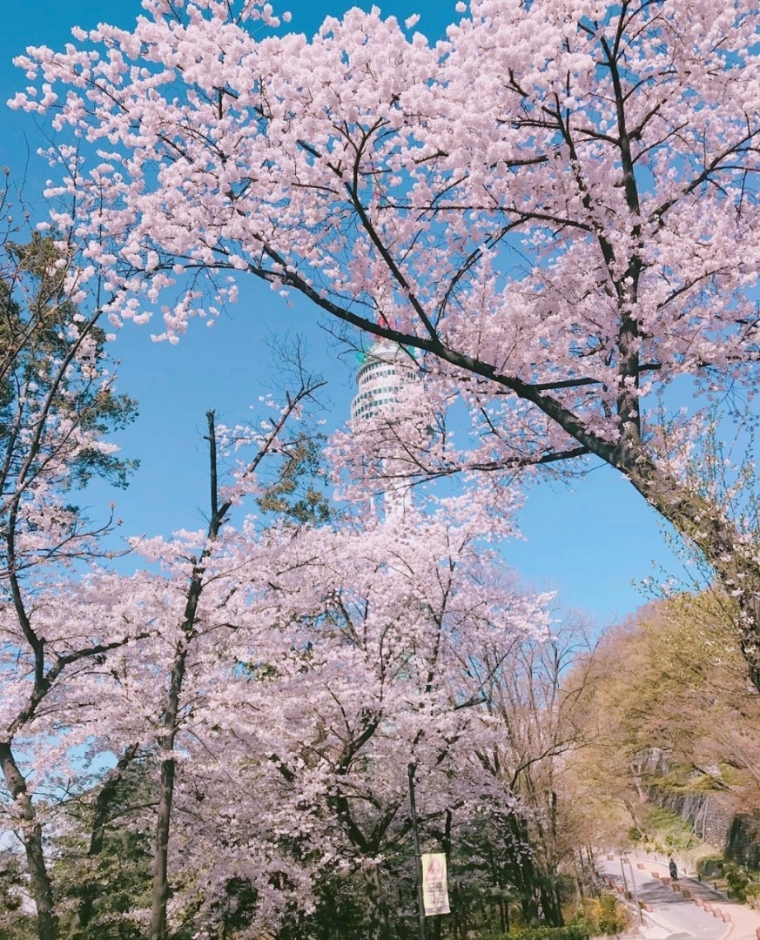 서울 벚꽃 축제&amp;#44; 남산 BLOSSOM TOWER 정보