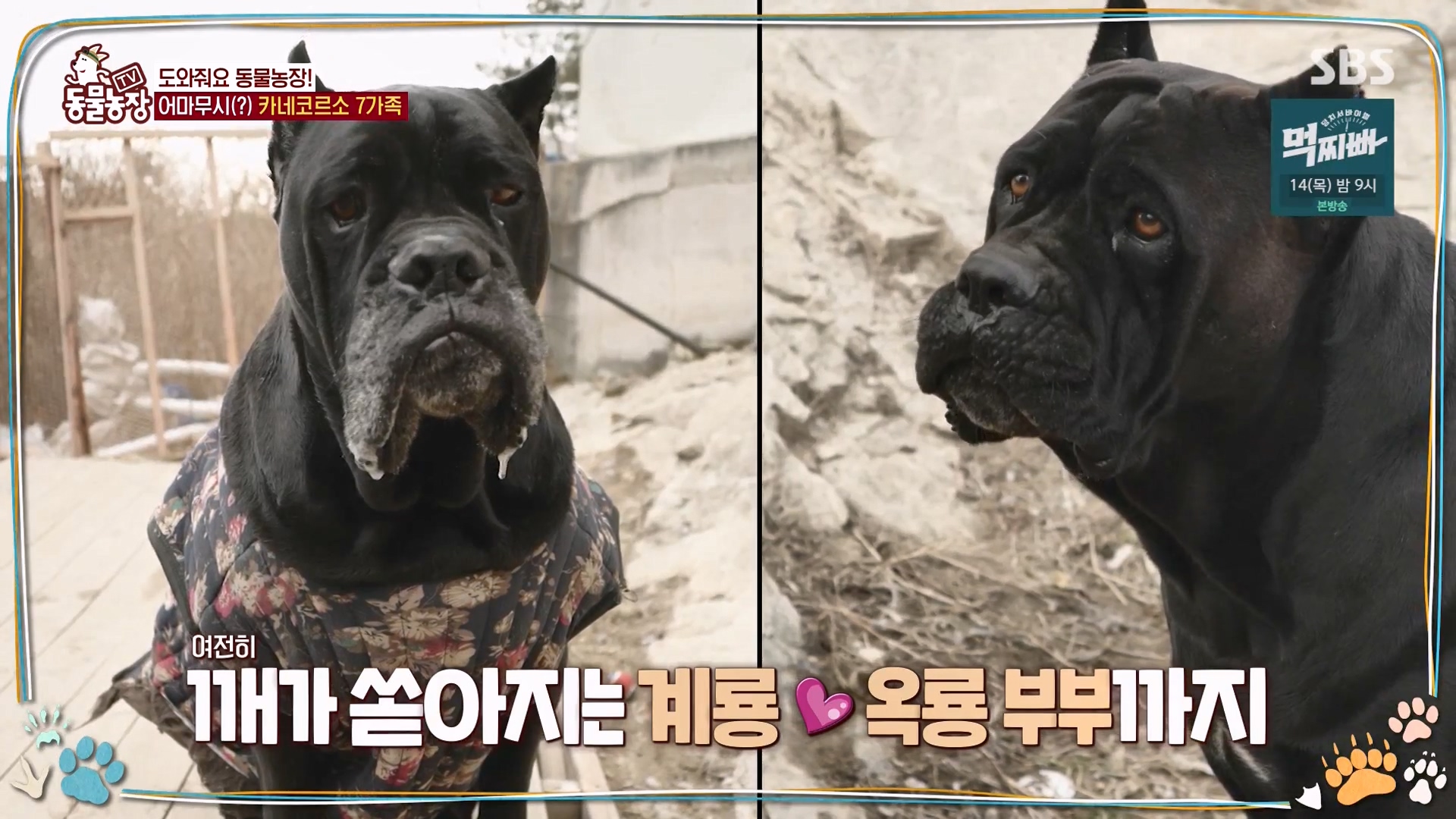 TV 동물농장.E1162.240310p-NEXT.mp4_20240310_162132.376.jpg