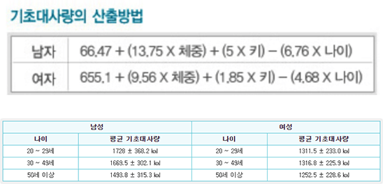 성인-기초대사량
