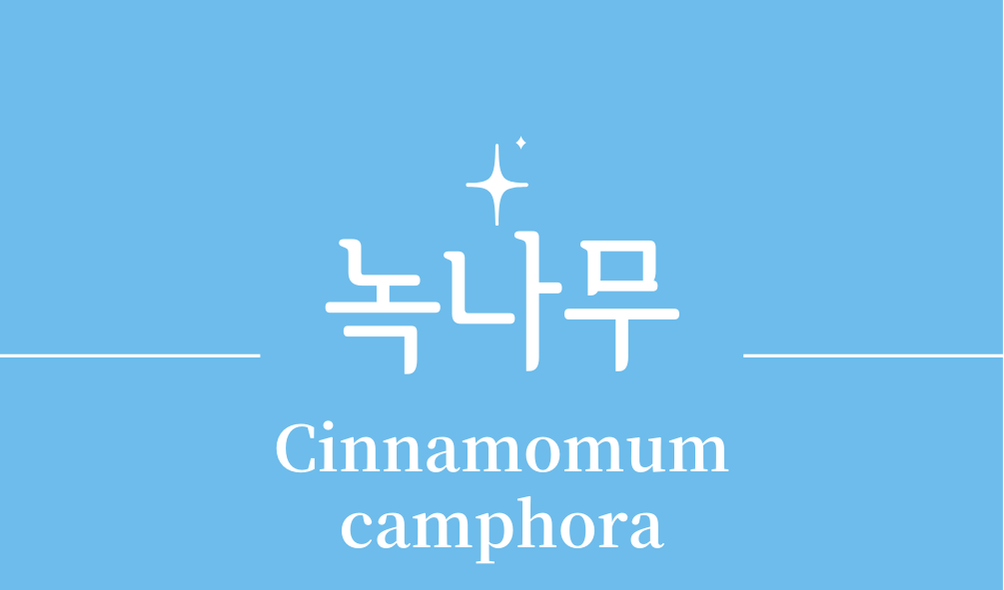 '녹나무(Cinnamomum camphora)'