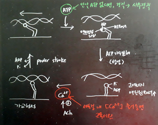  골격근 구조와 수축 기전