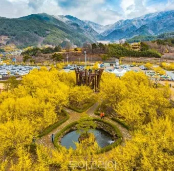 구례 산수유축제 기간 산수유마을 개화시기_12
