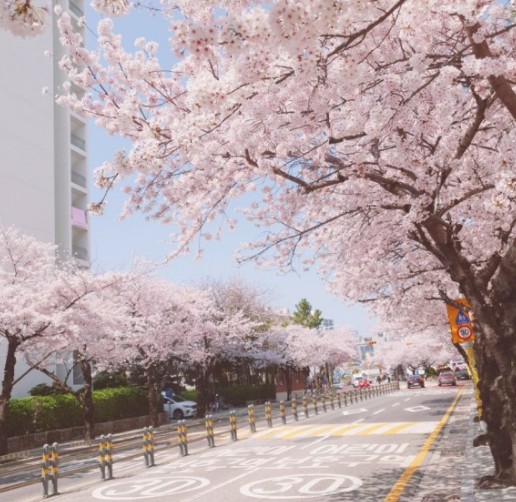 부산 벚꽃 명소인 삼익비치타운 모습