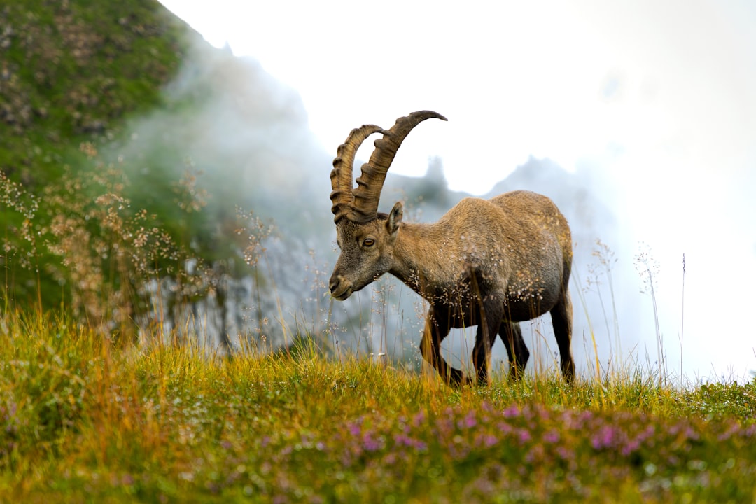 Capricorn