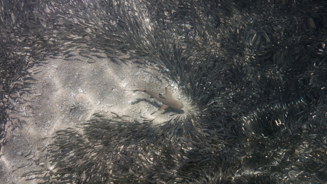 Shark