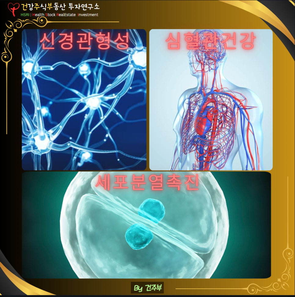 엽산은 임신 초기 매우 중요한 영양소입니다
(글 그림 : 건주부, 그림 출처 : Canva)