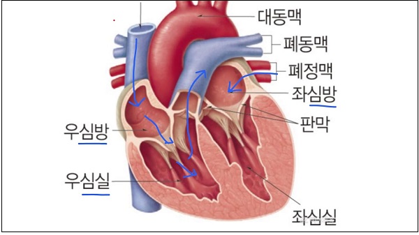 MIT&#44; 심장 우심실 로봇으로 복제 MIT engineers design a robotic replica of the heart’s right chamber