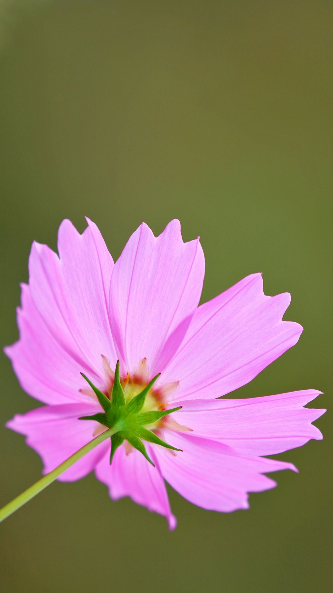 Cosmos Flower iPhone Wallpaper