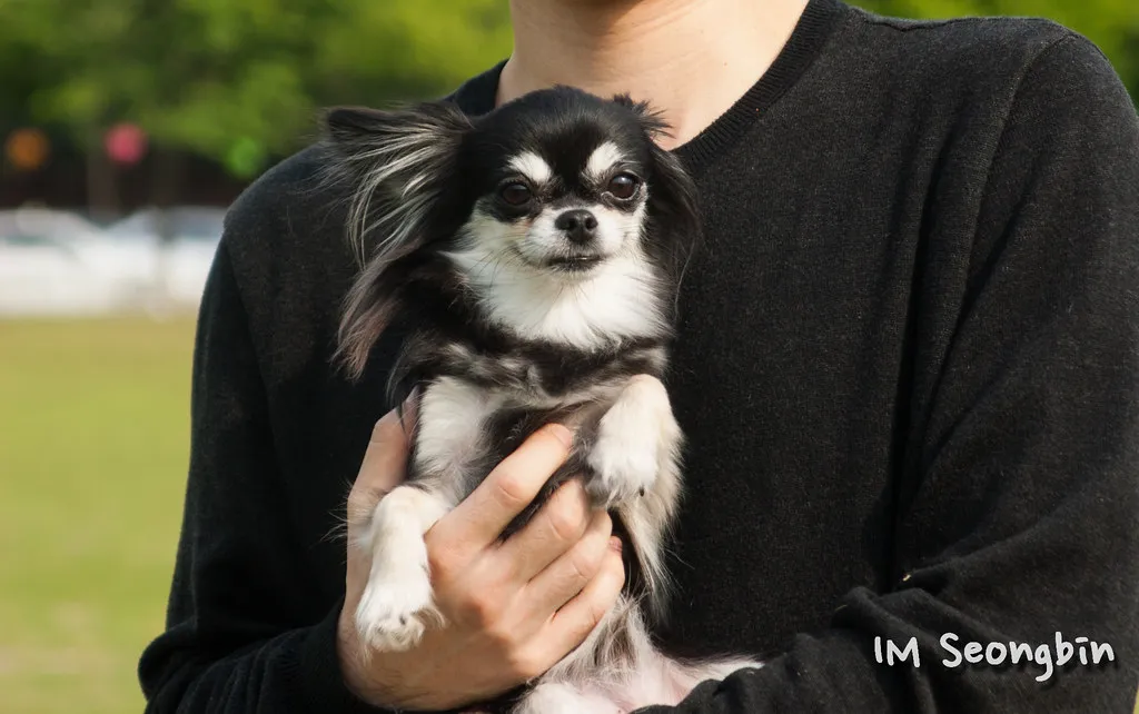 치와와 분양 종류 장모 단모 치와와 성격 수명_6
