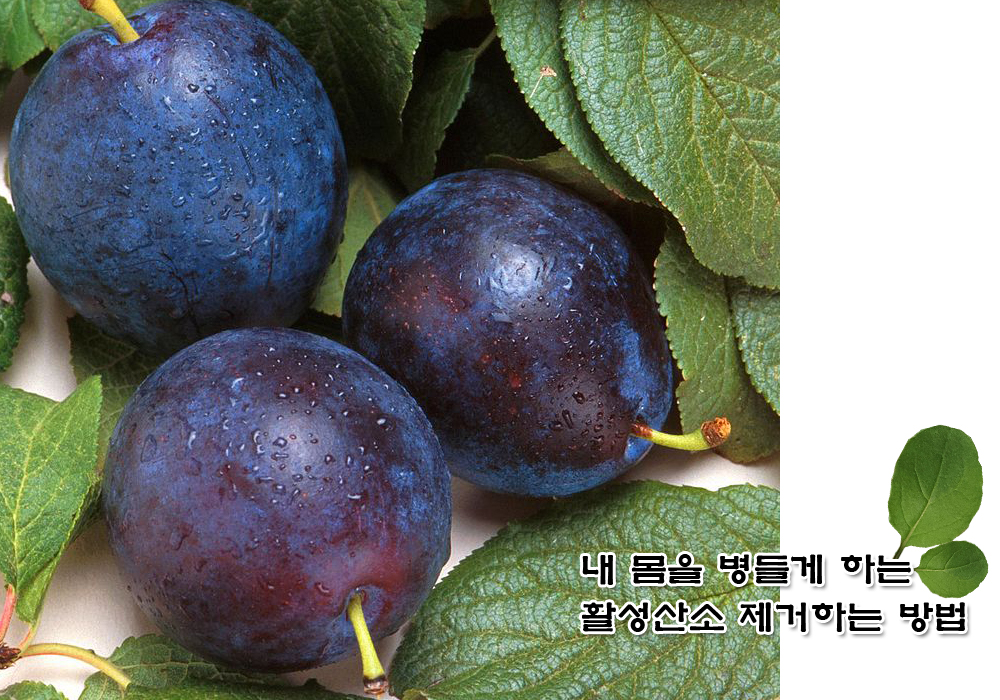  활성산소 제거 방법. 활성산소를 막아주는 식품