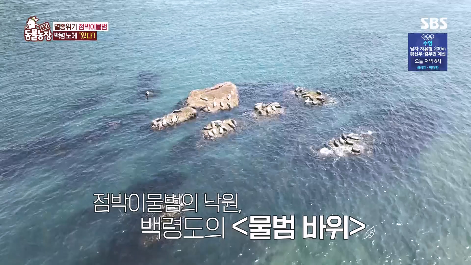 TV 동물농장.E1182.240728p.H264-F1RST.mp4_20240728_152229.848.jpg