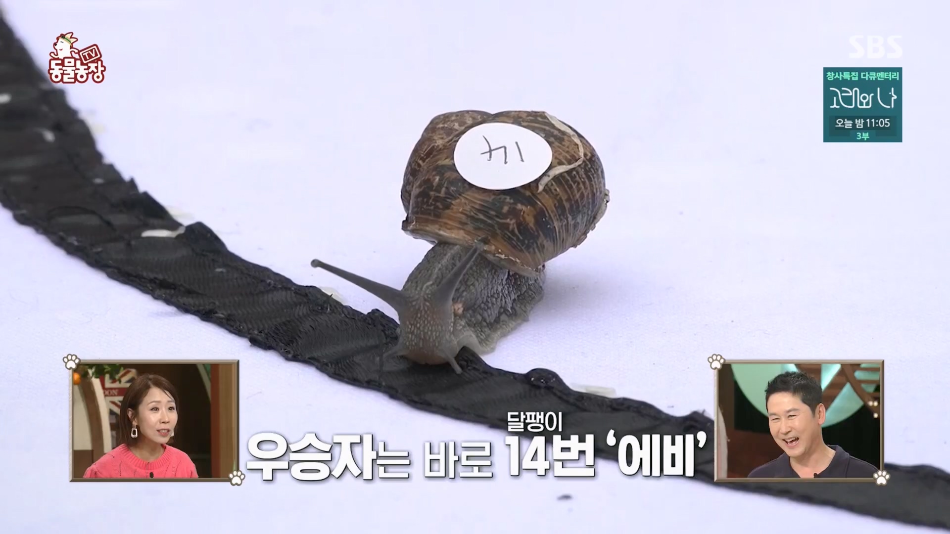 TV 동물농장.E1148.231203p.H264-F1RST.mp4_20231203_181428.799.jpg