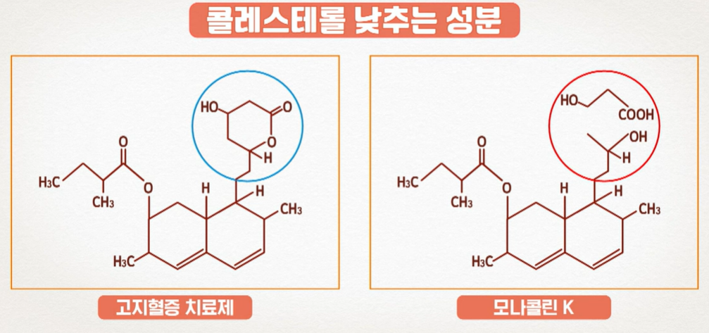 발효 홍국 효능