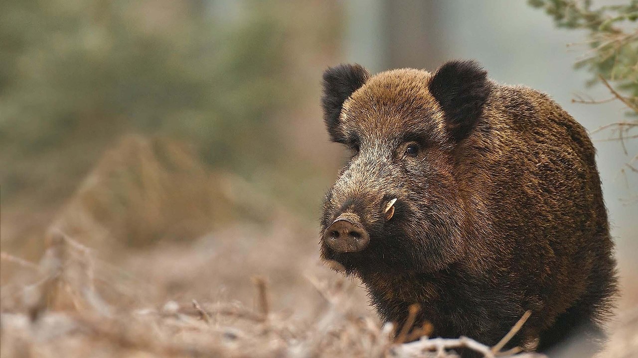멧돼지 꿈 해몽: 태몽, 새끼 멧돼지, 멧돼지가 달려드는 꿈, 쫓기는 꿈