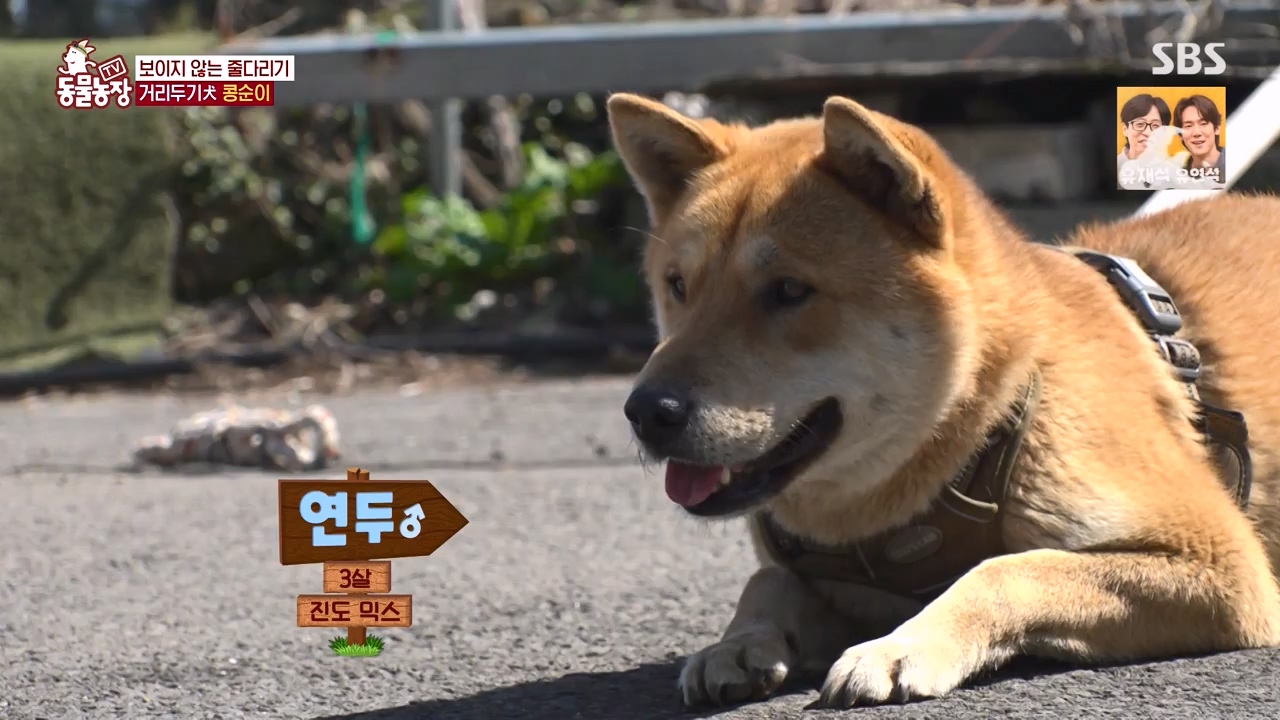TV 동물농장.E1168.240422p-NEXT.mp4_20240421_170941.821.jpg