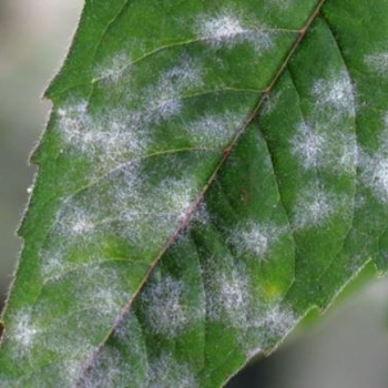 흰가루병 잎사귀