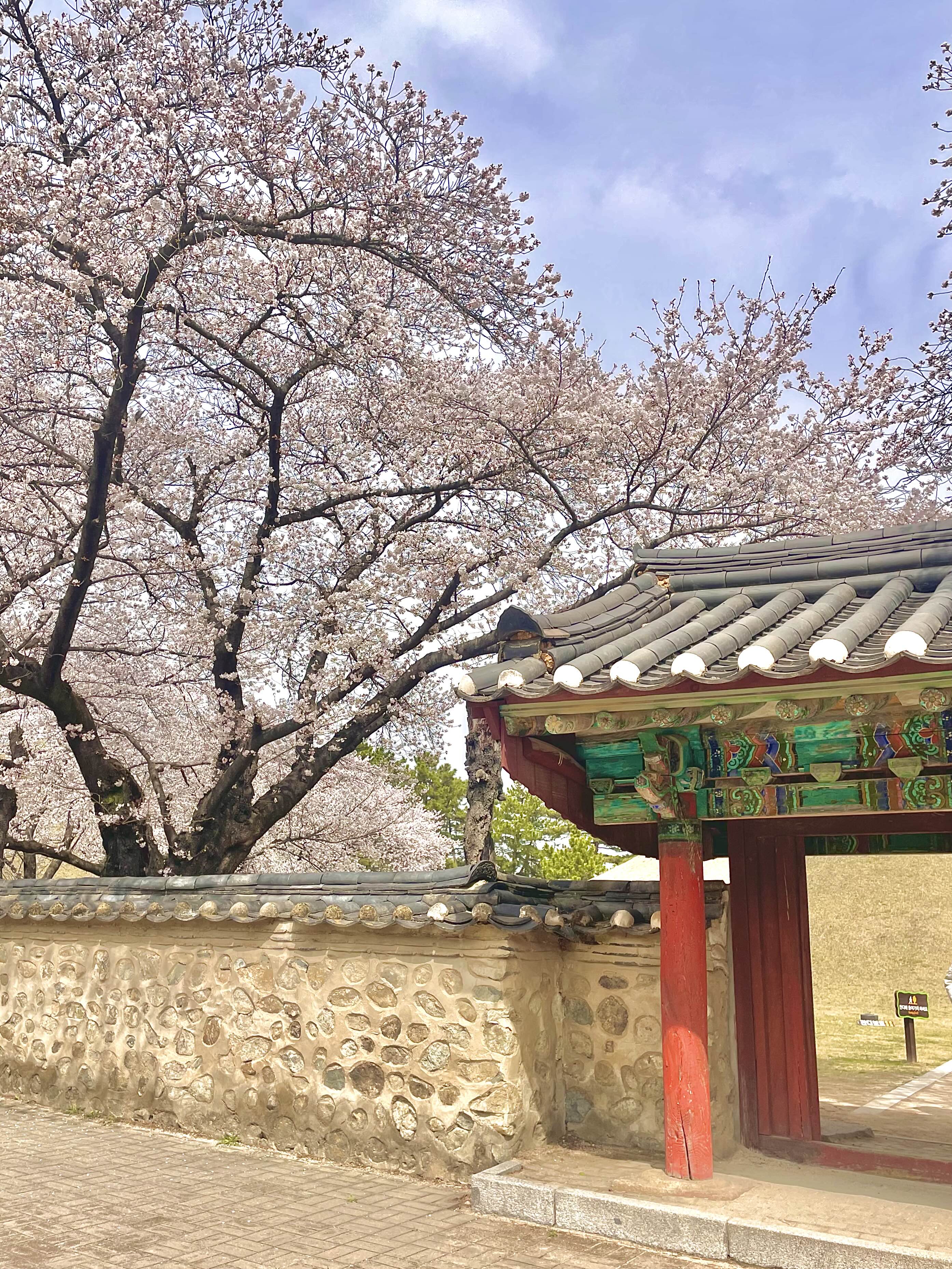  [경주] 벚꽃보기 좋은 곳