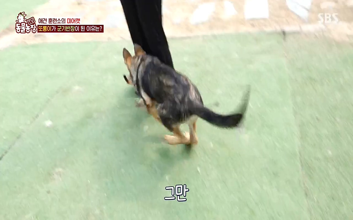 TV 동물농장.E1079.220725p-NEXT.mp4_20220724_151944.116.jpg