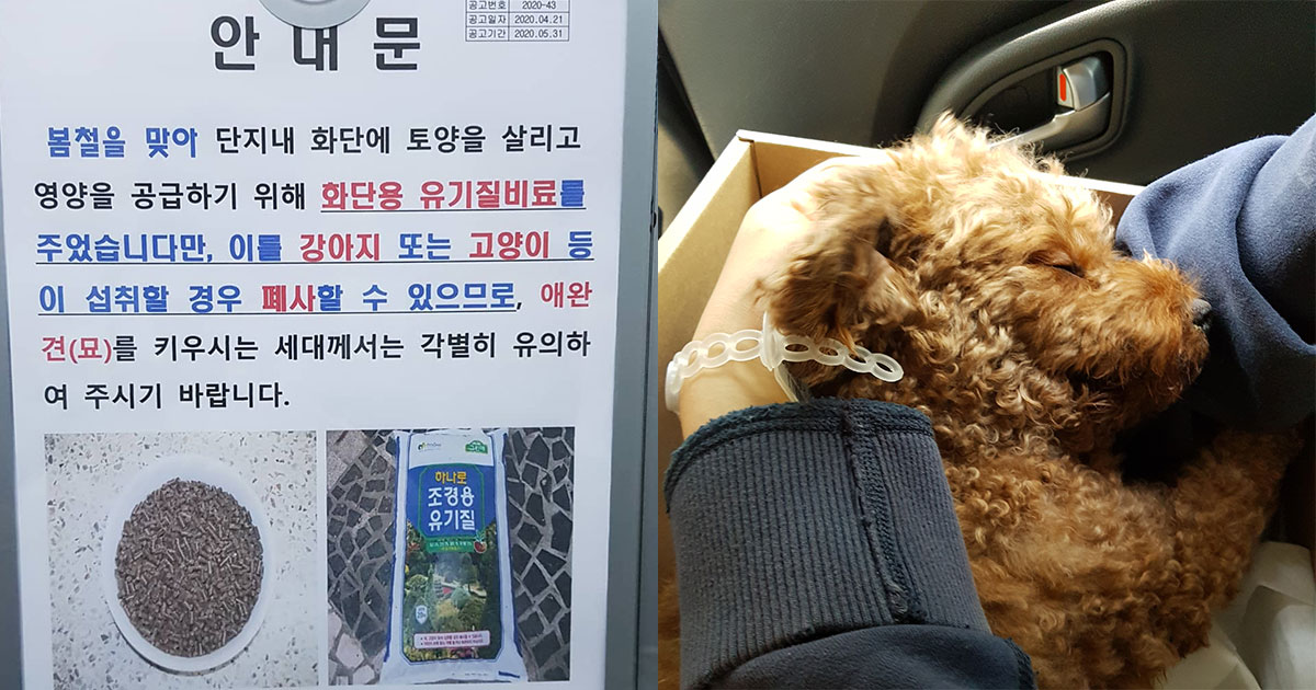  아파트 화단에 뿌려진 비료 때문에 강아지가 죽었어요.. 현재 난리난 아파트 비료 사건