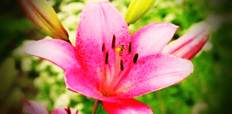 분홍색-백합-꽃
