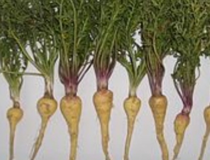  마카(Maca) 뿌리 효능 7가지와 부작용 정리