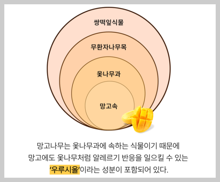 망고 알레르기