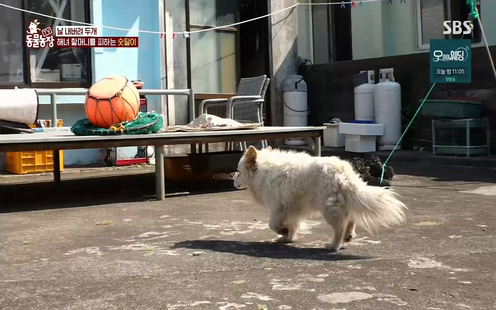 TV 동물농장.E1073.220612p.H264-F1RST.mp4_20220612_181405.058.jpg
