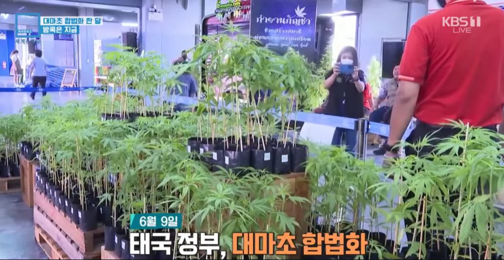 태국에서 대마초 음식 모르고 먹었다면? 처벌 받을까요?