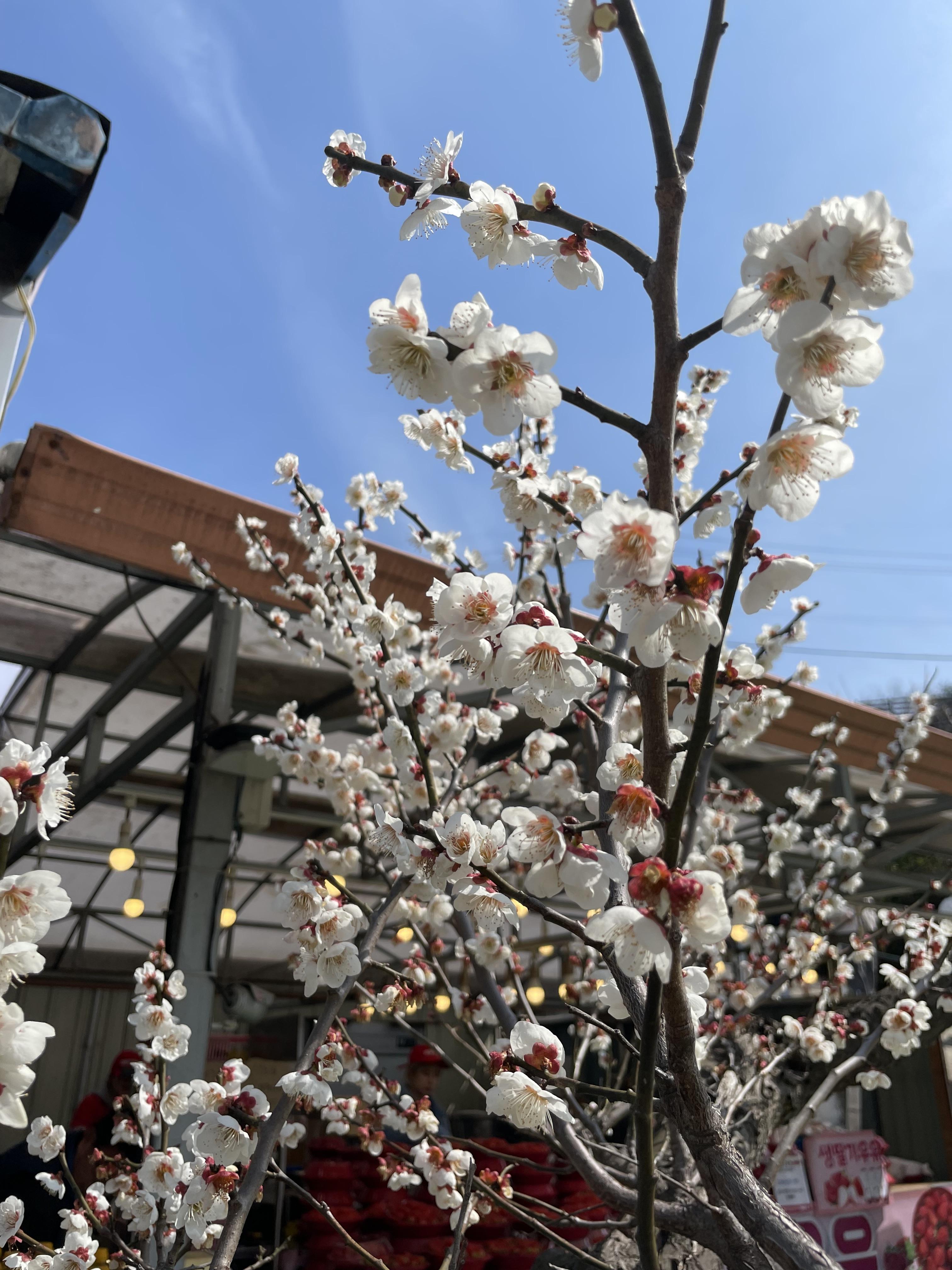 매화축제