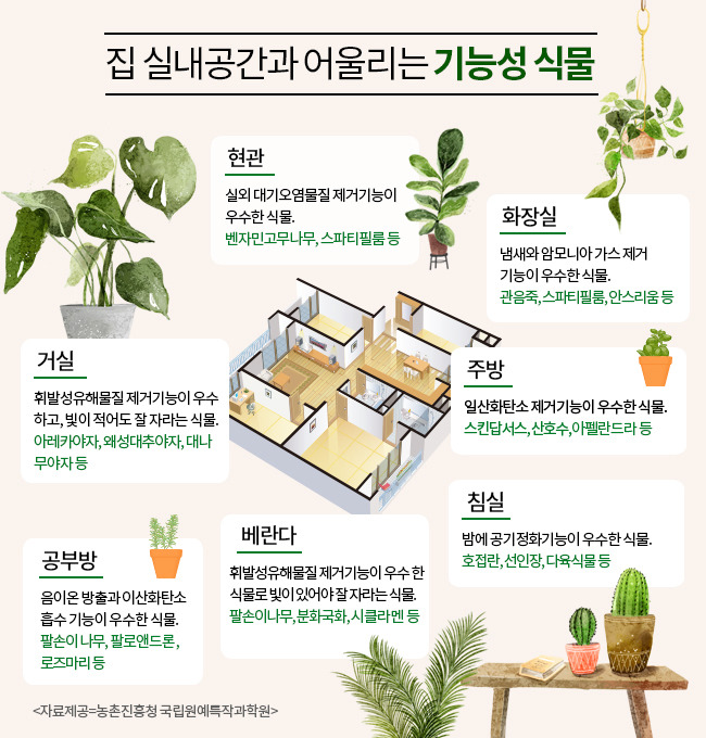 미세먼지 공기정화식물